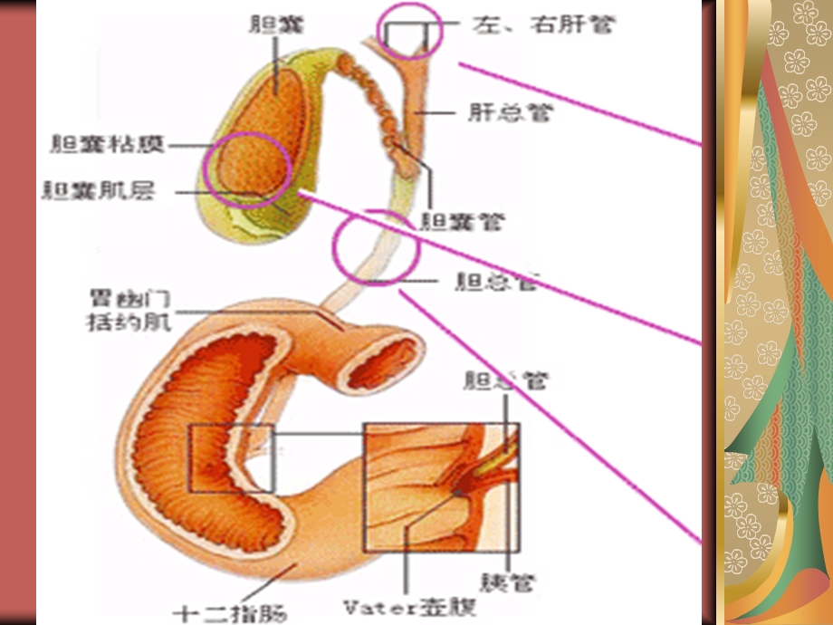 ercp治疗胆总管结石的护理.ppt_第3页