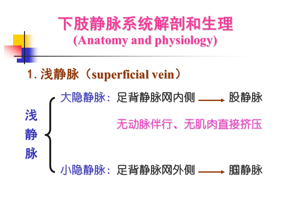 静脉曲张的护理.ppt.ppt_第3页