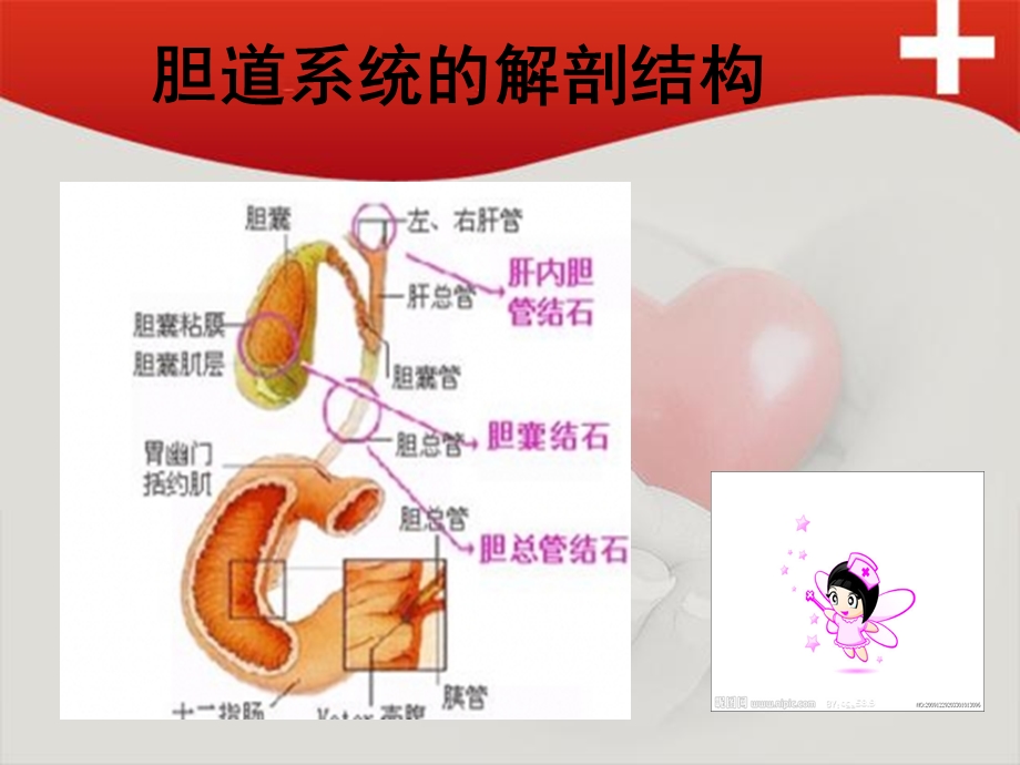 肝门部胆管癌患者的护理.ppt_第2页