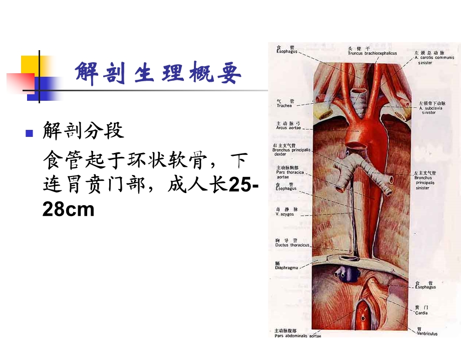 食管疾病病人护理.ppt_第3页