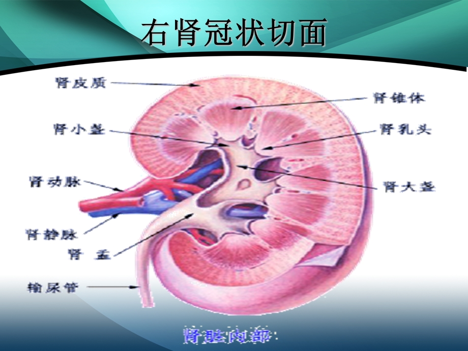 肾囊肿的护理.ppt_第3页