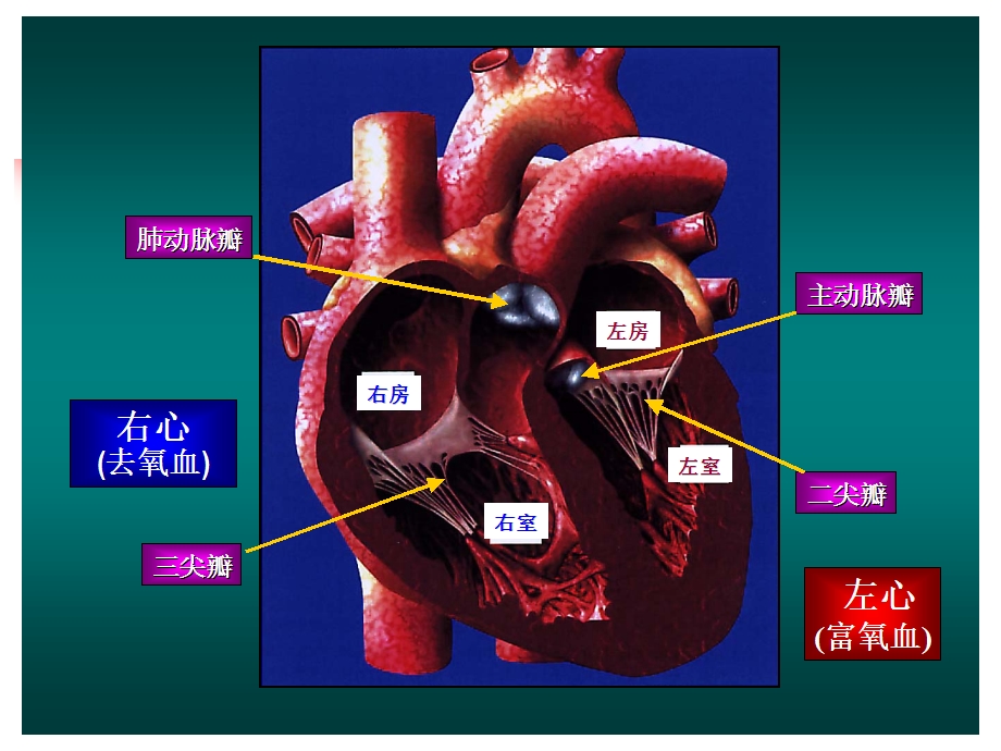 风心病及术前术后护理.ppt_第2页