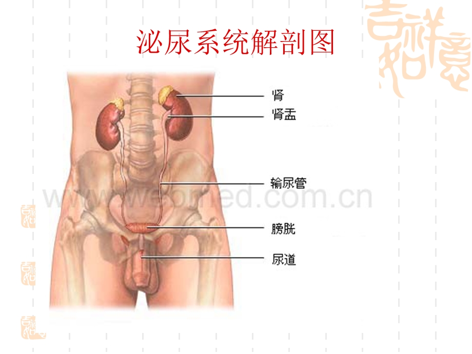 肾上腺护理查房.ppt_第2页