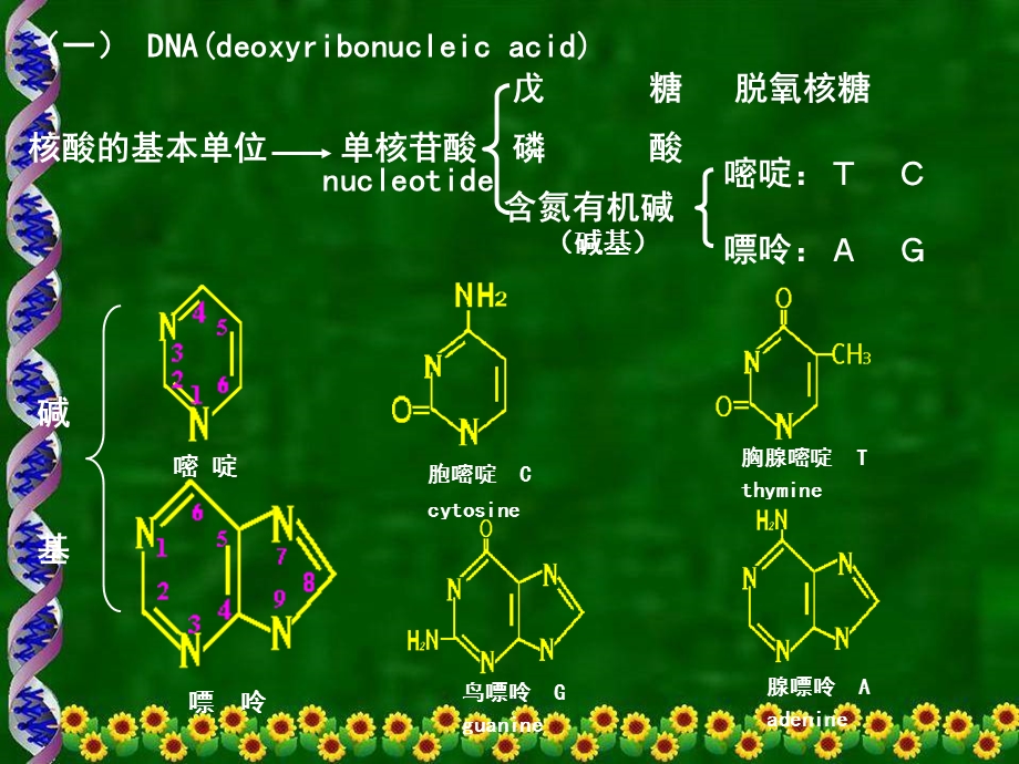 医学遗传学分子基础.ppt_第2页