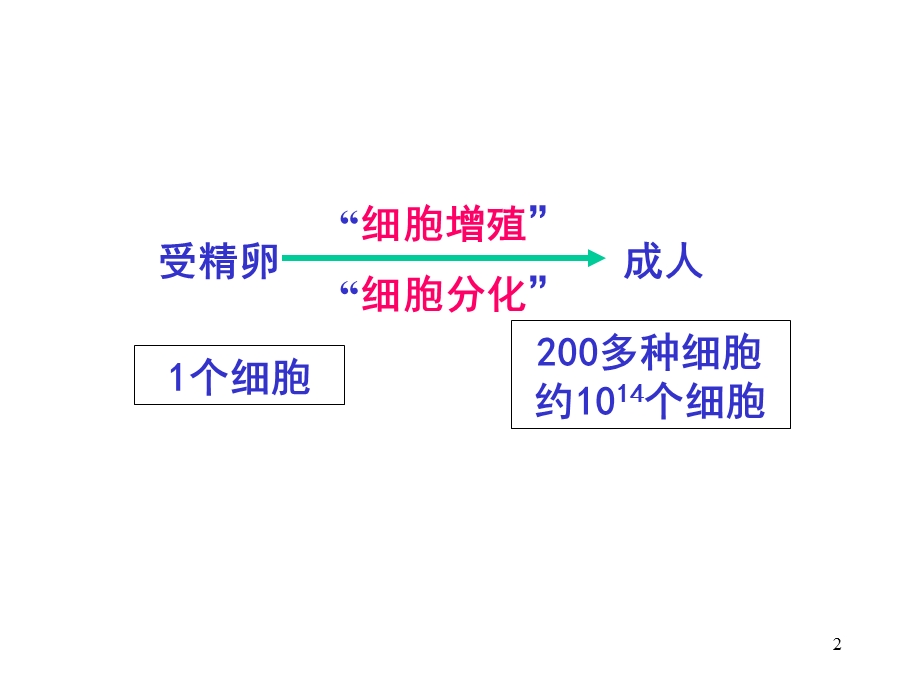 细胞增殖和凋亡异常与疾病.ppt_第2页