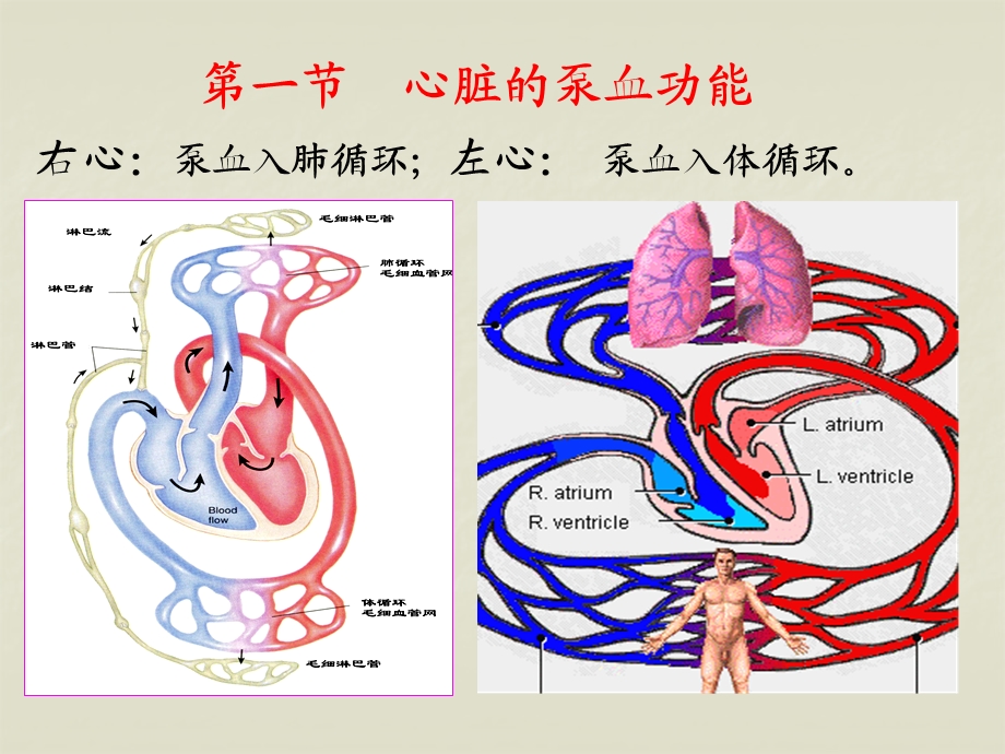 生理学血液循环.ppt_第3页