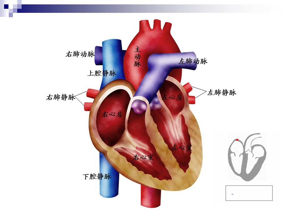 心脏体检检查.ppt_第2页