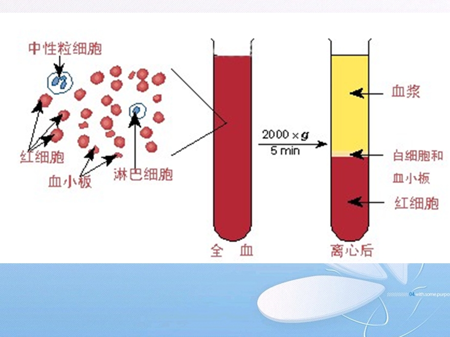 第6章血液系统疾病.ppt_第2页