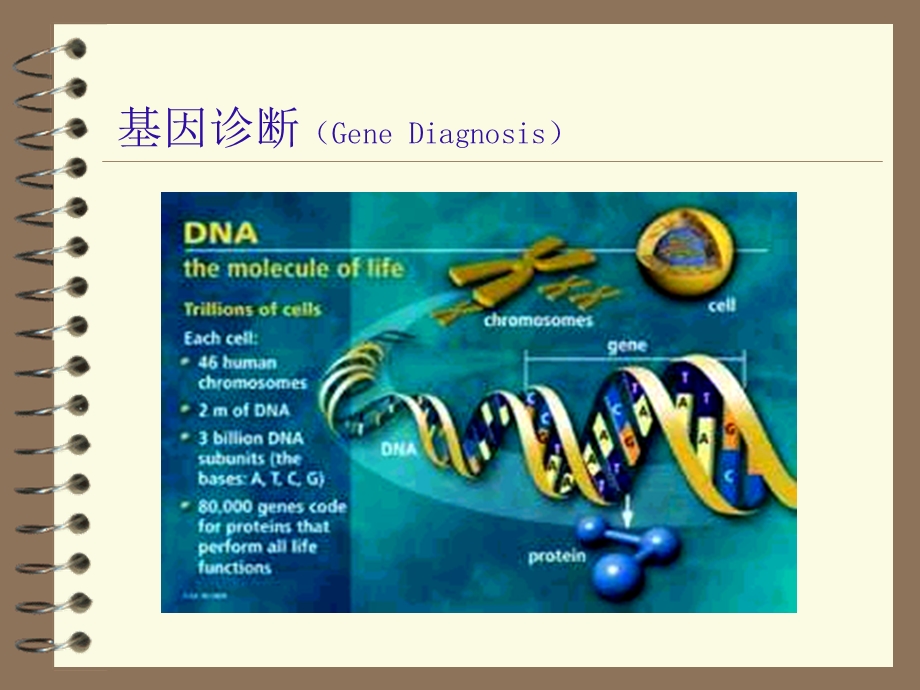 基因诊断.ppt_第1页