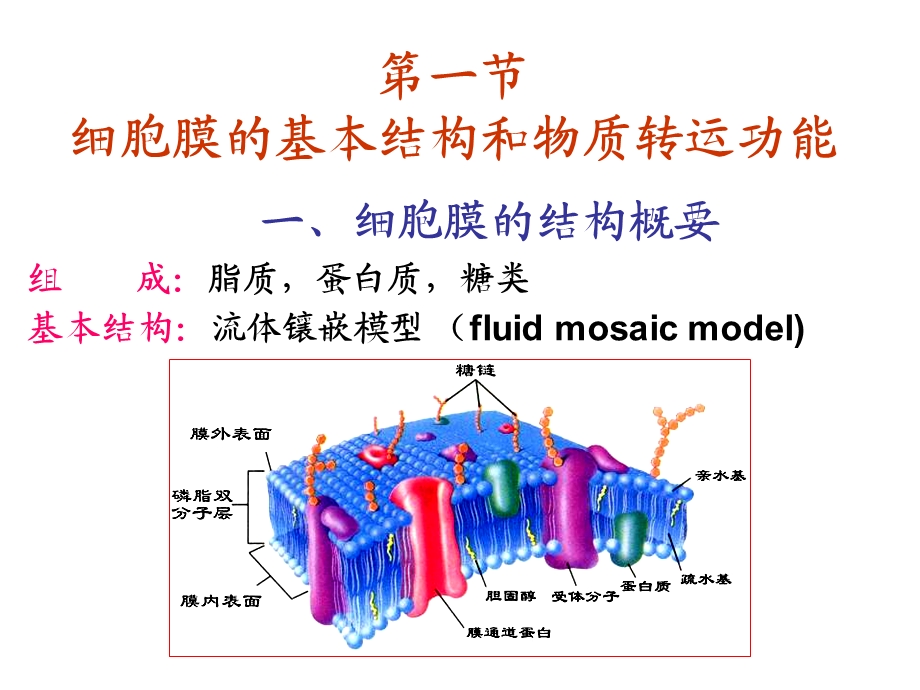 细胞的基本功能.ppt_第3页