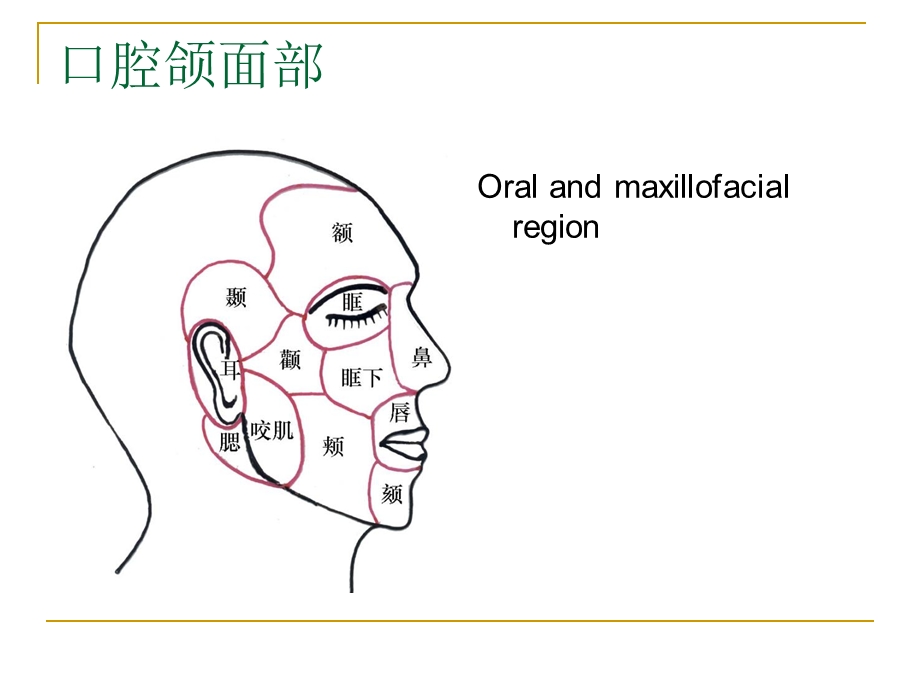 口腔解剖和生理.ppt_第2页