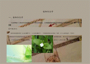 植物仿生学实例.docx