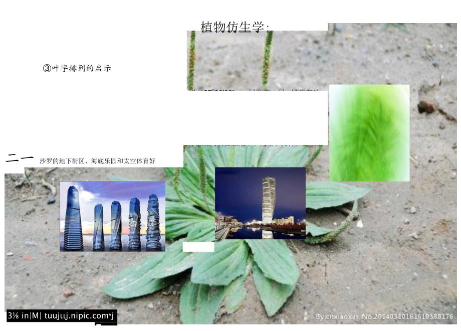 植物仿生学实例.docx_第3页