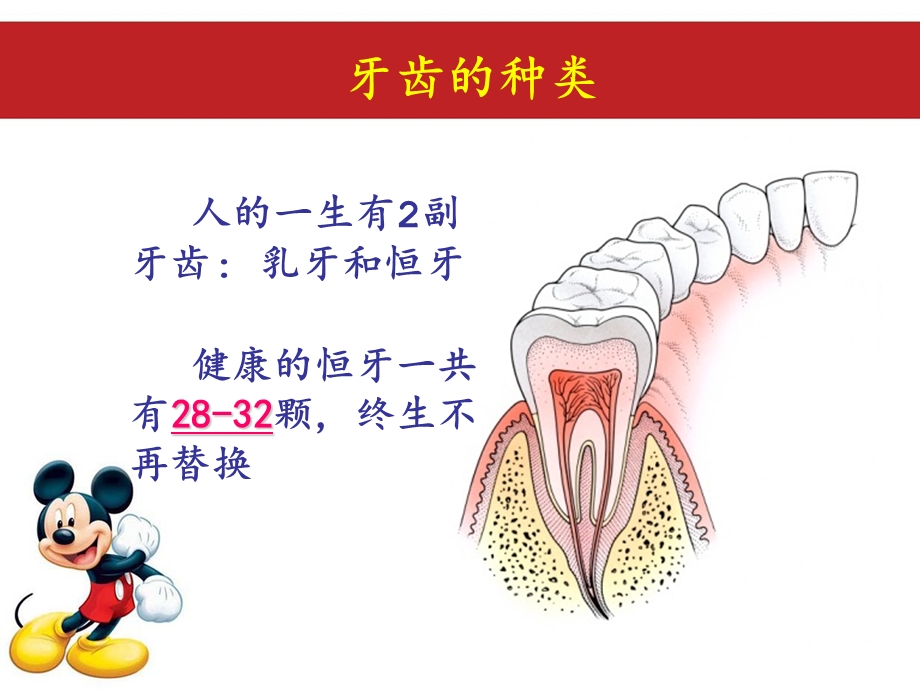 幼儿牙齿的功能与保健.ppt_第3页