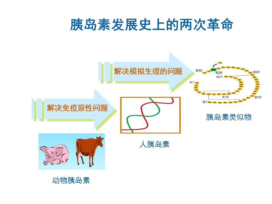 胰岛素类似物的临床方案讲义.ppt_第3页