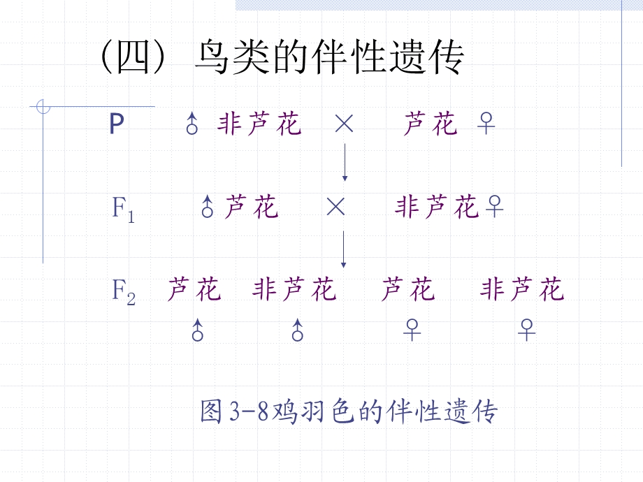 第3讲性别决定与性相关遗传B.ppt_第2页