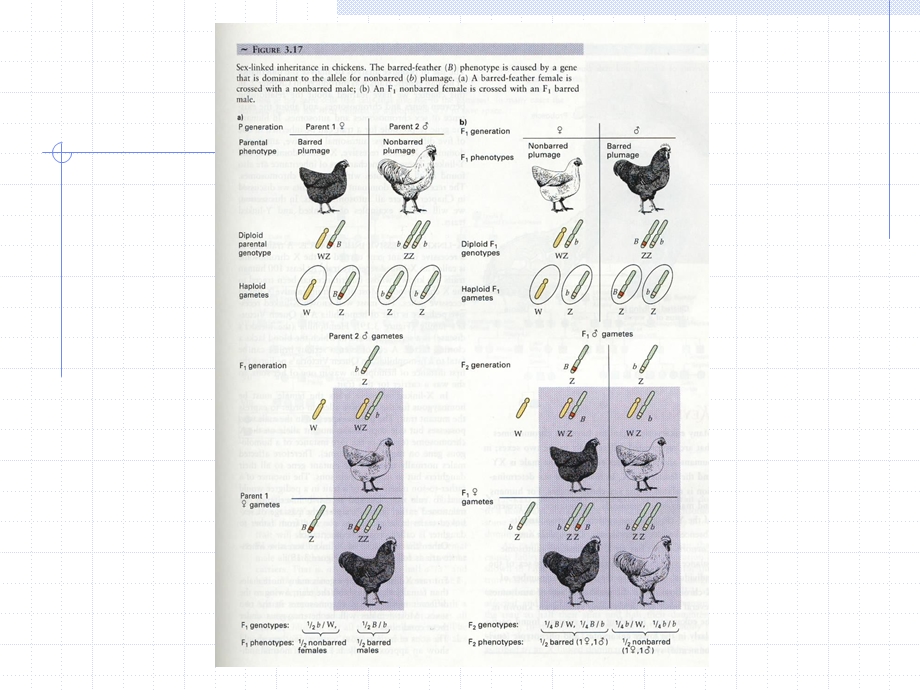 第3讲性别决定与性相关遗传B.ppt_第3页
