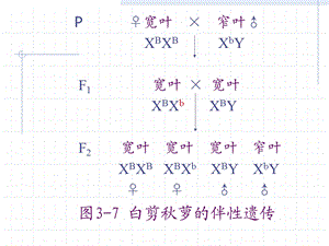 第3讲性别决定与性相关遗传B.ppt