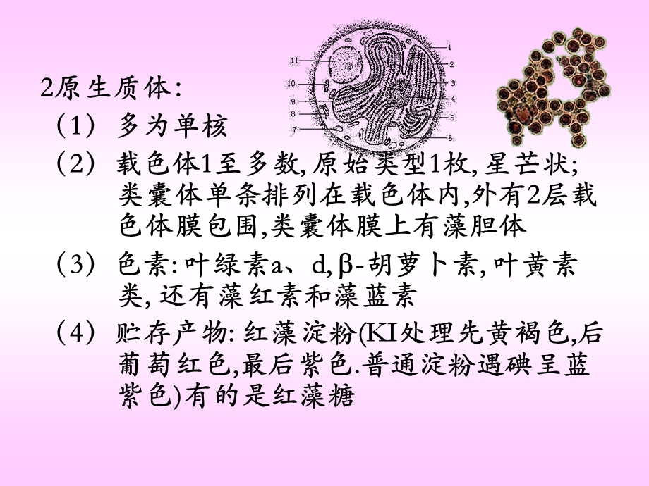 第4章4红藻门Rhodophyta.ppt_第3页