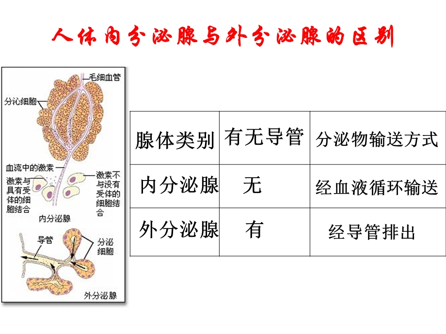 第3部分激素调部分名师编辑PPT课件.ppt_第3页