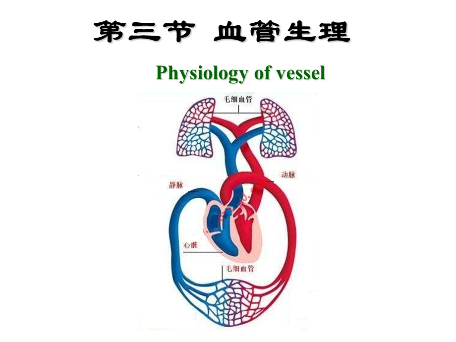 第4章第3节血管生理名师编辑PPT课件.ppt_第1页