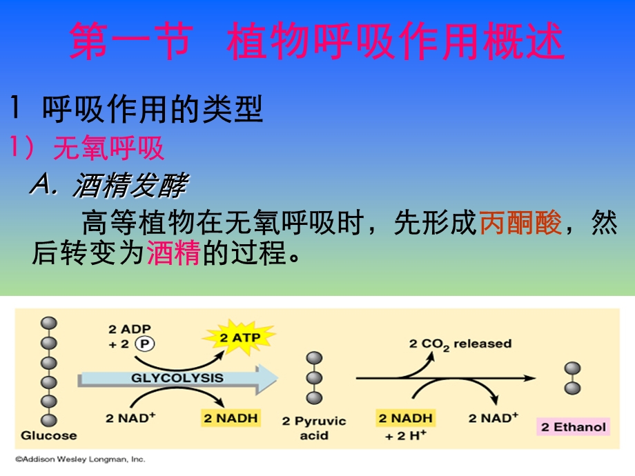 第4章植物的呼吸作用.ppt_第2页