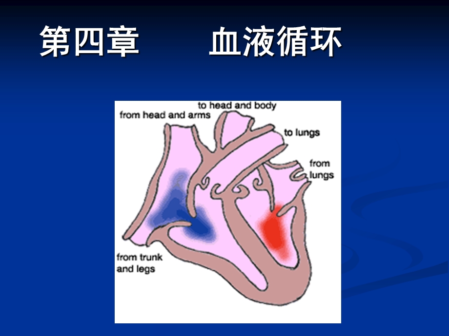 第4章第1节心脏的泵血功能名师编辑PPT课件.ppt_第1页