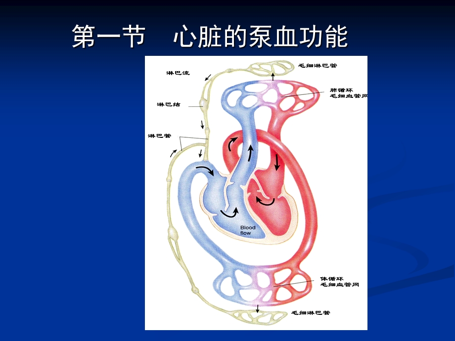 第4章第1节心脏的泵血功能名师编辑PPT课件.ppt_第2页