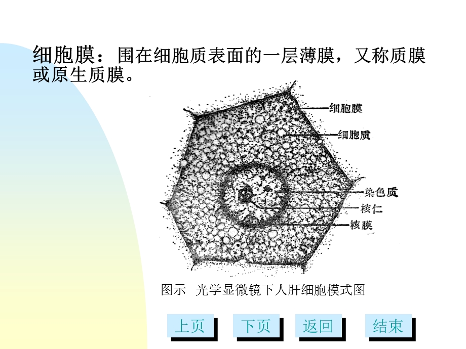 第3章细胞膜及表面结构多媒体.ppt_第2页