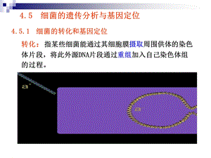 第4章遗传的制作和基因定位下.ppt