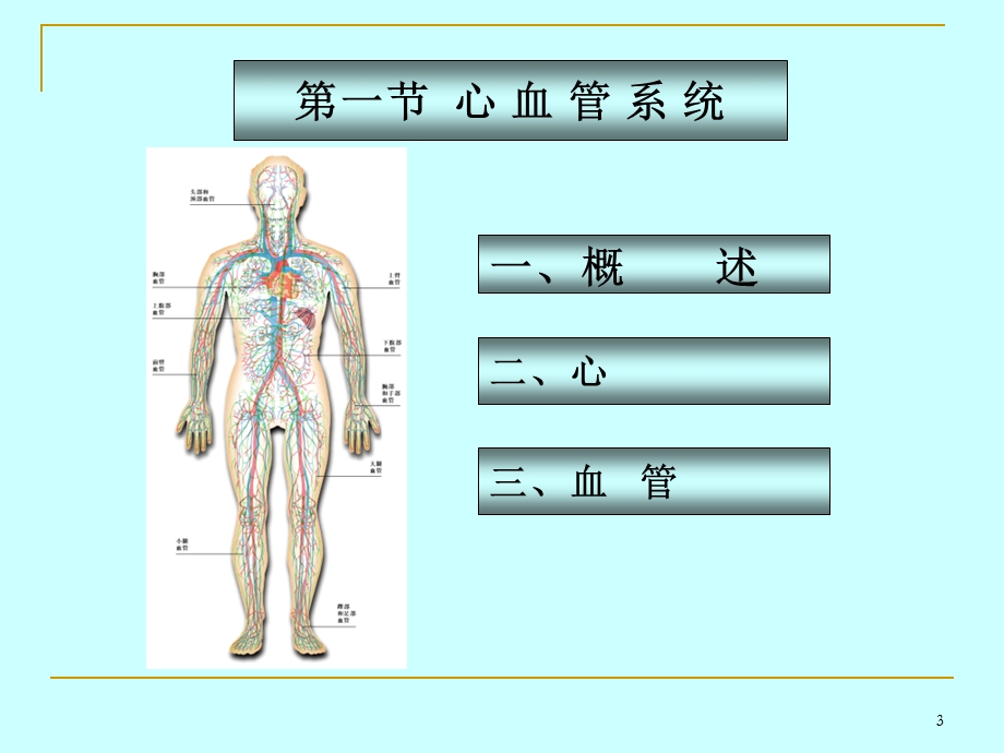 第4章脉管系统.ppt_第3页