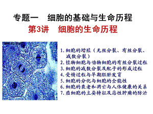 第3讲细胞的生命历程.ppt