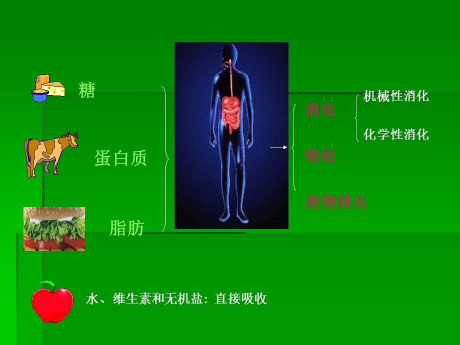 6.第六章消化与吸收.ppt_第2页