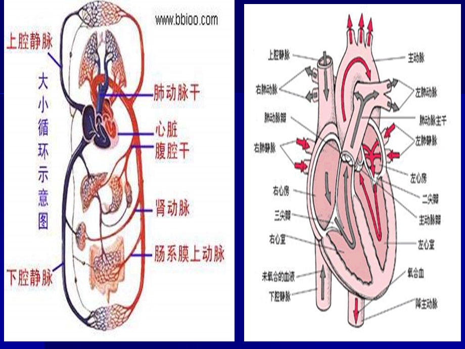 二尖瓣狭窄.ppt_第3页