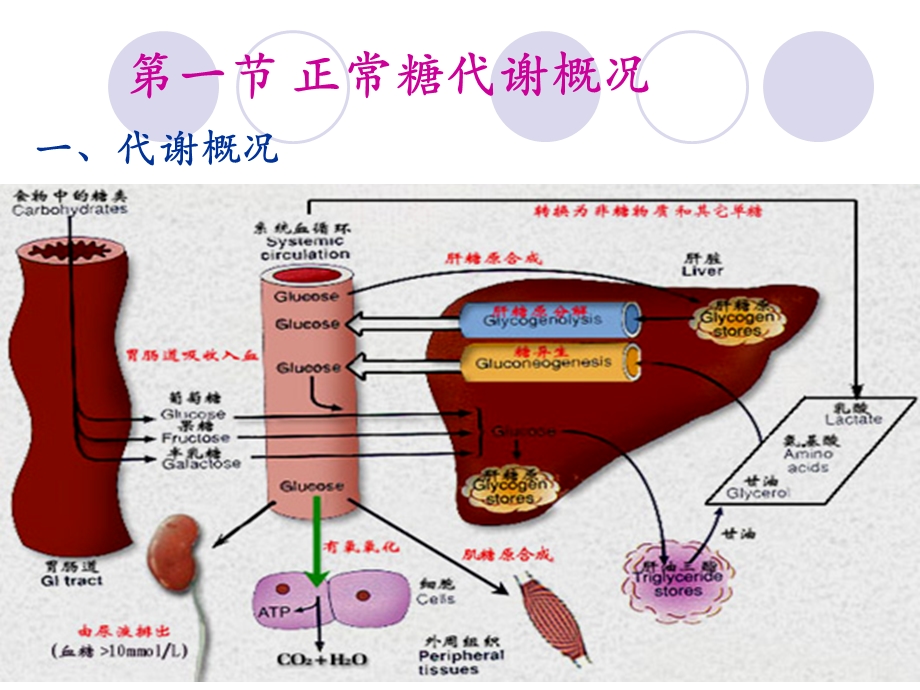 【医学课件】 糖代谢异常及糖代谢紊乱疾病.ppt_第3页