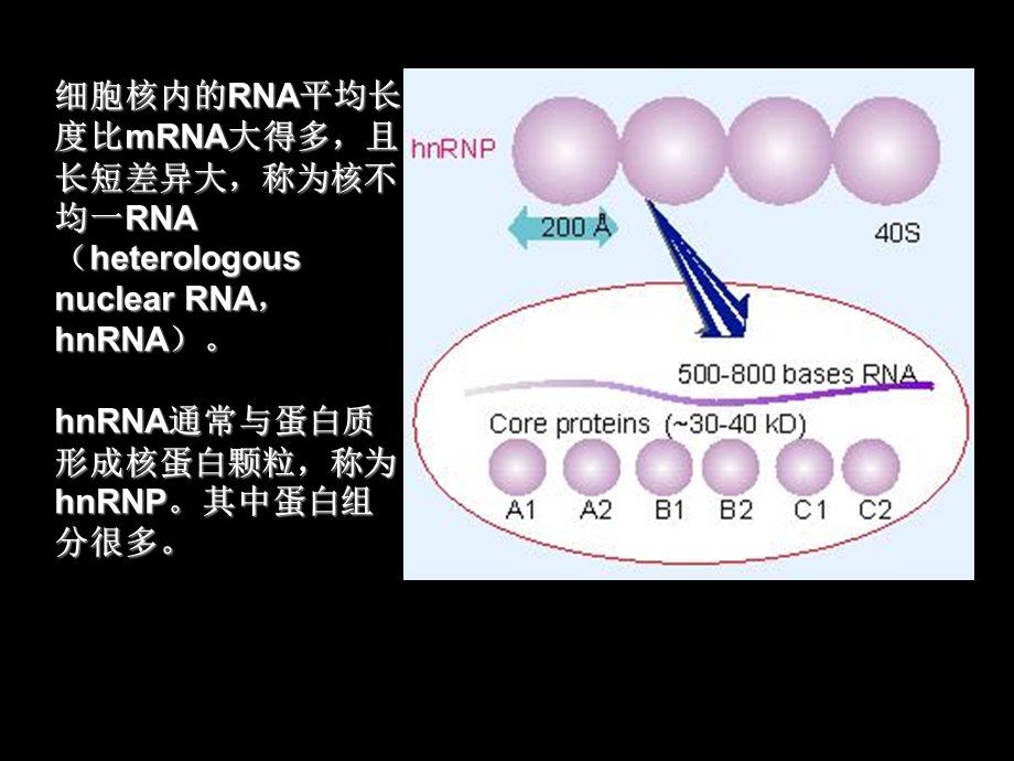 第5章RNA剪接和加工.ppt_第2页