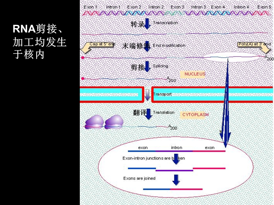 第5章RNA剪接和加工.ppt_第3页