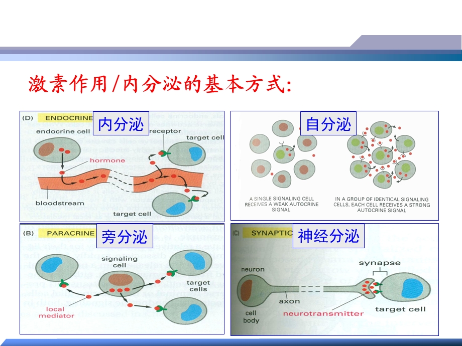 第7章内分泌系统.ppt_第3页