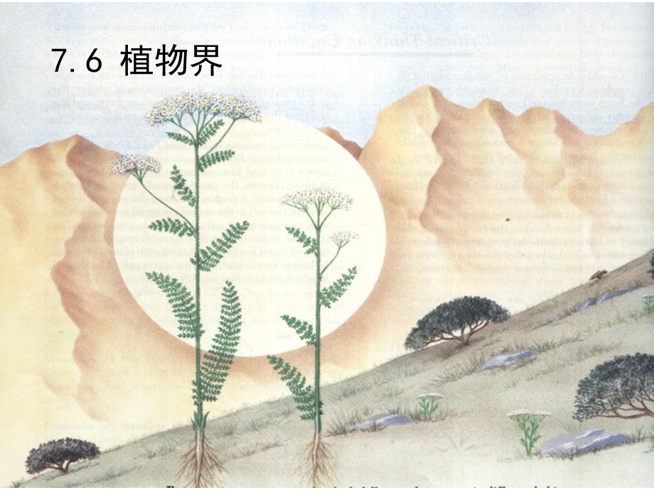 第7章76植物界.ppt_第1页