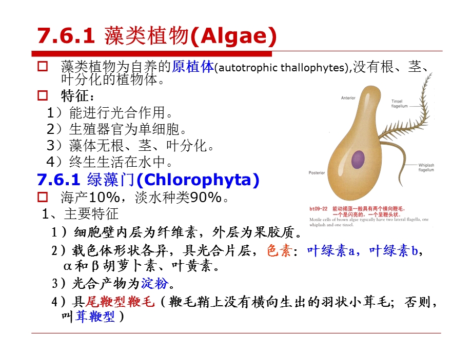 第7章76植物界.ppt_第3页