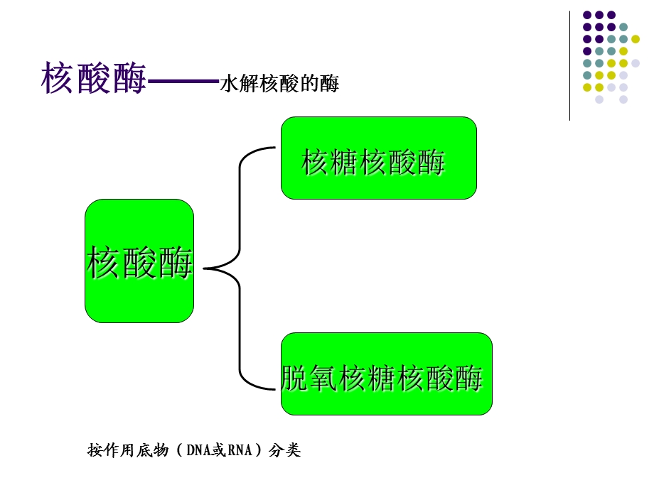 第7章核酸降解与苷酸代谢.ppt_第2页