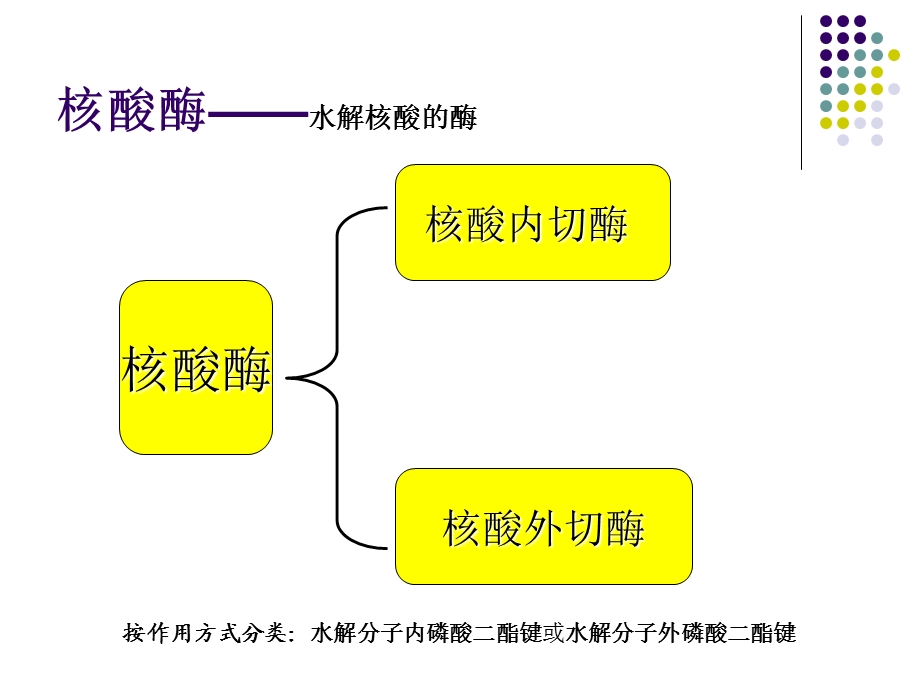 第7章核酸降解与苷酸代谢.ppt_第3页