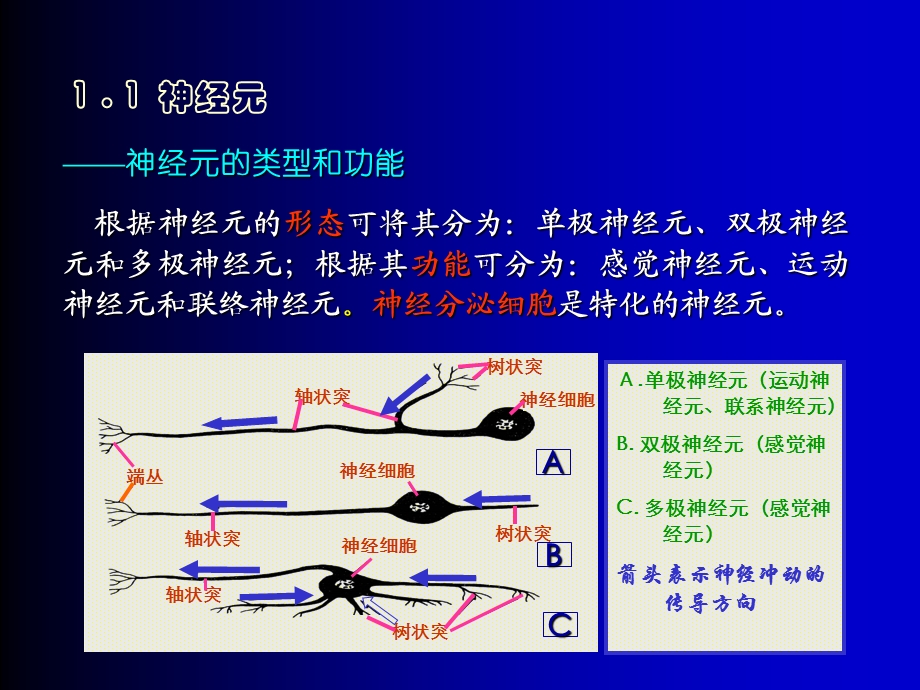 第7章神经系统.ppt_第3页