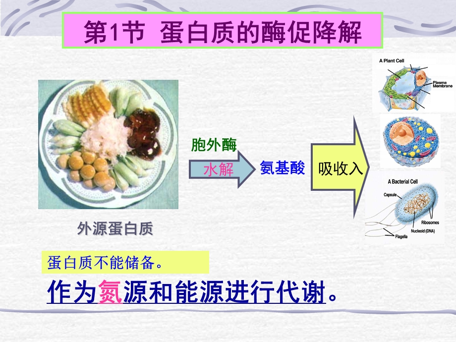 第7章蛋白质的酶促降解和氨基酸代谢.ppt_第2页