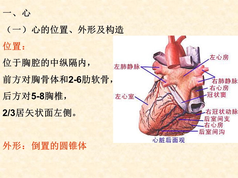 第6章循环系统的结构与功能.ppt_第3页