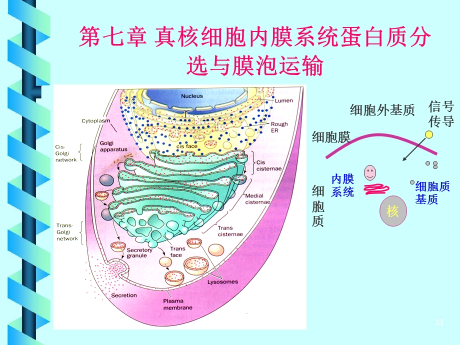 第7章真核细胞内膜系统、蛋白质分选和膜泡运输.ppt_第1页