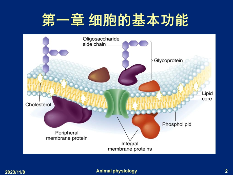 第一章细胞的基本结构.ppt_第2页