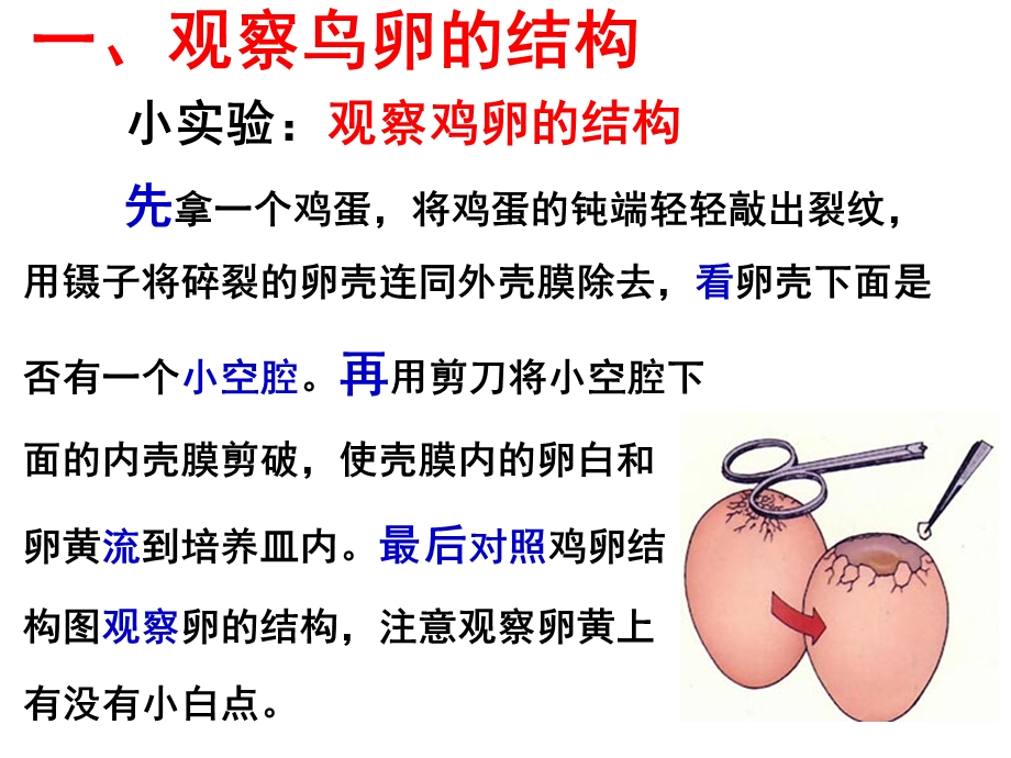 第一章第四节鸟类的生殖和发育名师编辑PPT课件.ppt_第3页