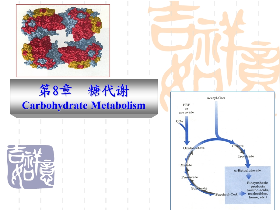 第8章糖代谢.ppt_第1页