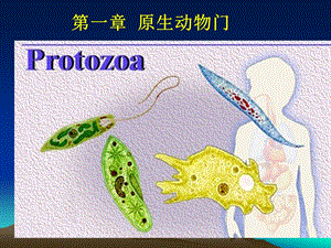 第一章原生动物门Protozoa原生动物门的主要名师编辑PPT课件.ppt